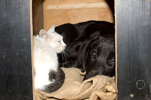 Klikni za veliku sliku