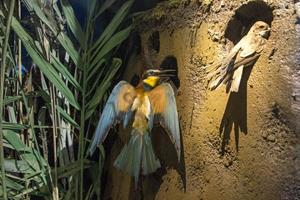 Klikni za veliku sliku