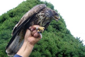 Klikni za veliku sliku