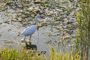 Klikni za veliku sliku