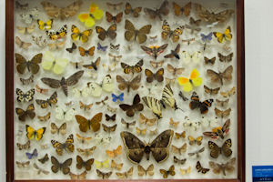 Klikni za veliku sliku