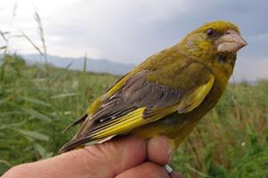 Klikni za veliku sliku