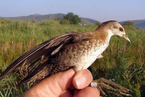 Klikni za veliku sliku