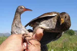 Klikni za veliku sliku