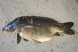 Klikni za veliku sliku