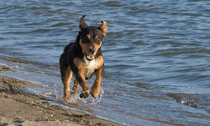Klikni za veliku sliku